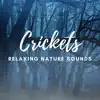 Relaxing Nature Sounds - Crickets Relaxation (Meditate, Sleep & Study)
